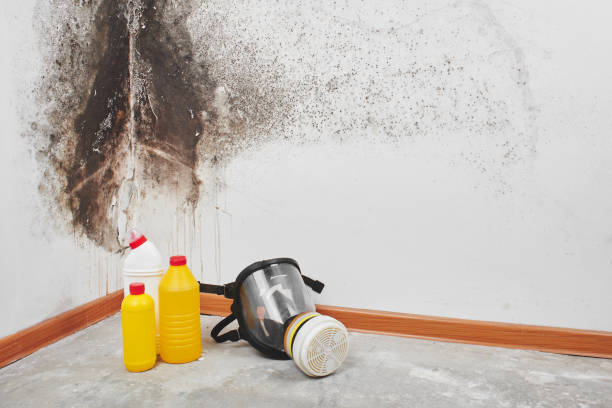 Best Emergency Mold Remediation in Boling, TX