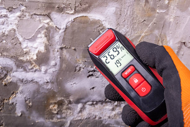 Best Kitchen Mold Remediation in Boling, TX