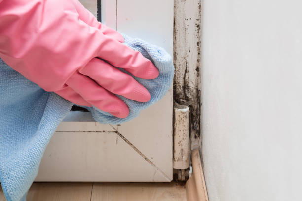 Best Commercial Mold Remediation in Boling, TX