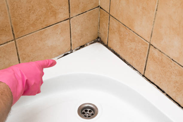 Best Industrial Mold Remediation in Boling, TX